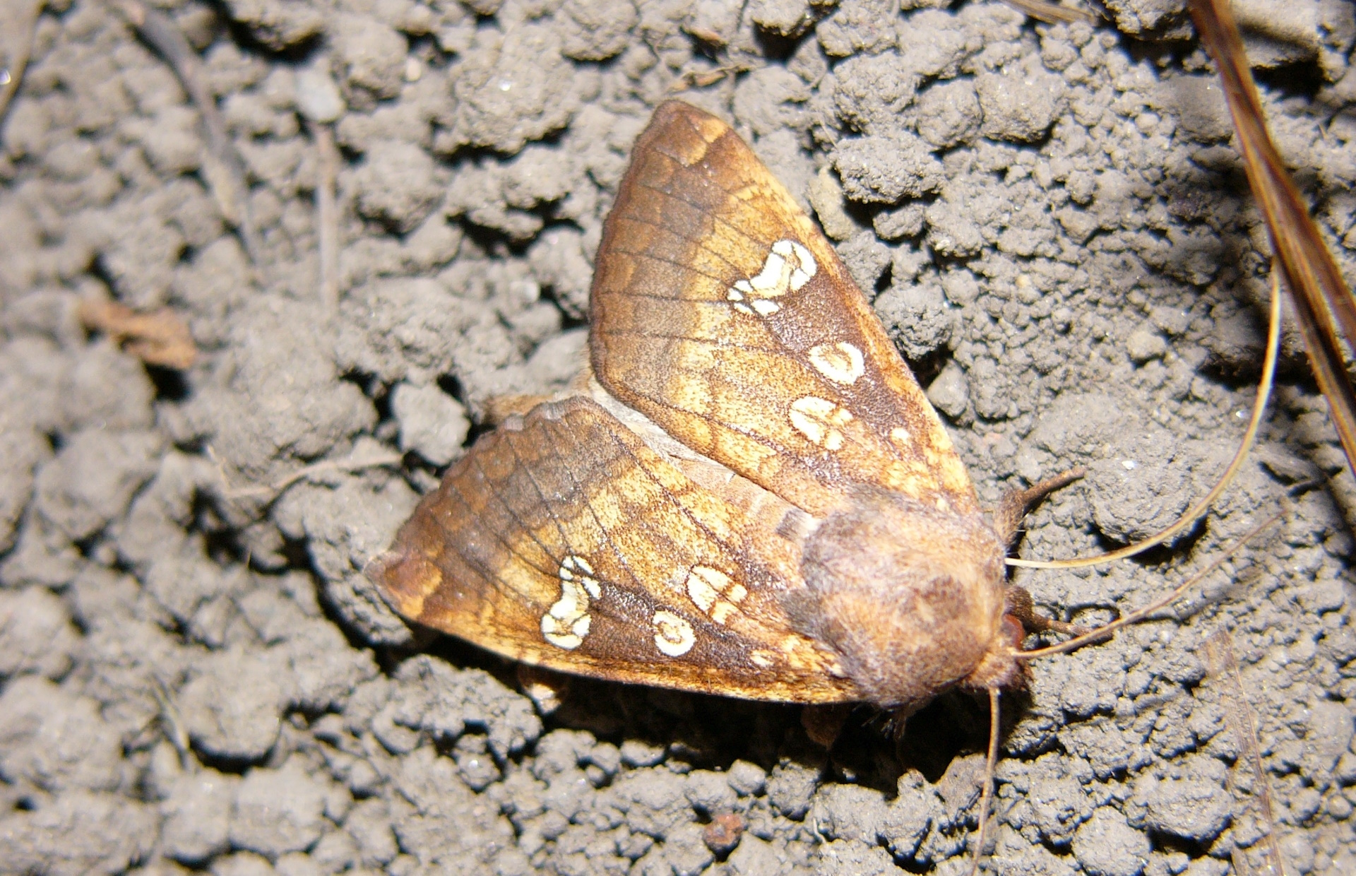 15. kép Nagy szikibagoly.jpg